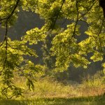 walnuttree