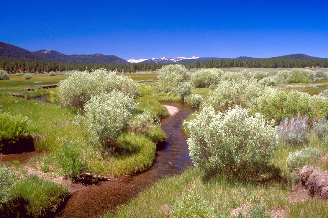 stream running through a grassy wetland with trees and snowy mountains in the background