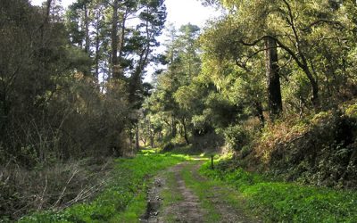 Stopping an Unnecessary Freeway Through a Forested Canyon in Monterey County