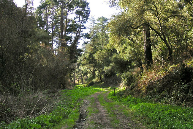 dirt road winding through a forested area