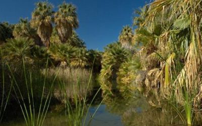 Preserving Critical Habitat for Endangered Species in Coachella Valley