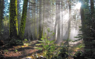 Preserving Old-Growth Redwoods in Humboldt County