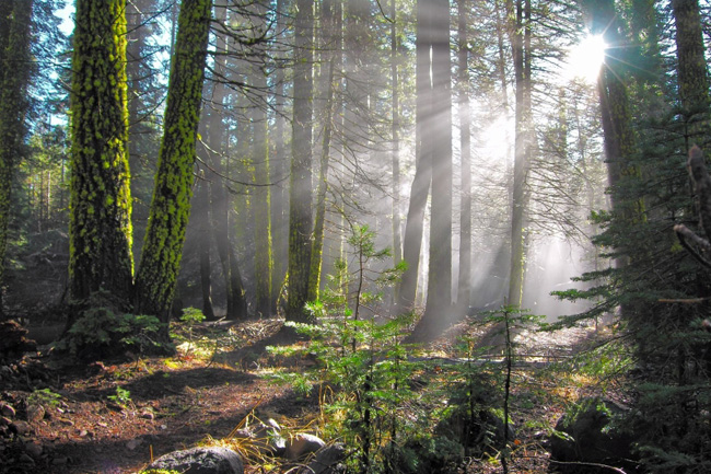 sun shining through a forest