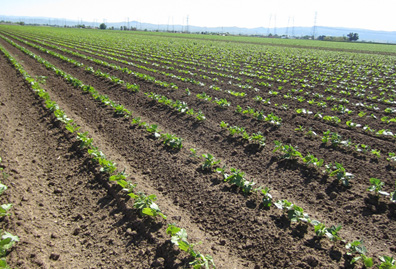 Several rows of newly planted crops