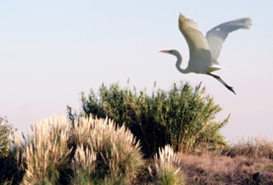 Egret about to land on seaside clusters of grass