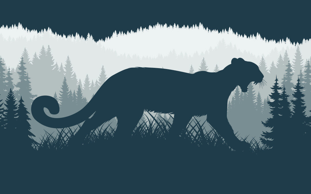 drawing of a mountain lion