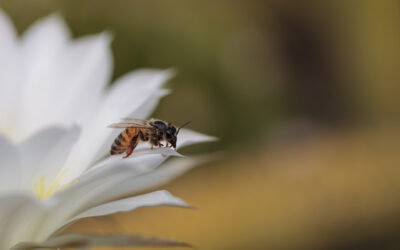 Reversing Approval of Insecticide Use in California That Could Cause Bee Colonies to Collapse