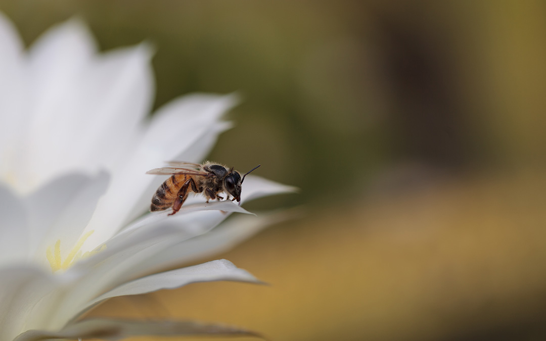 Closeup of a bee on a flower
