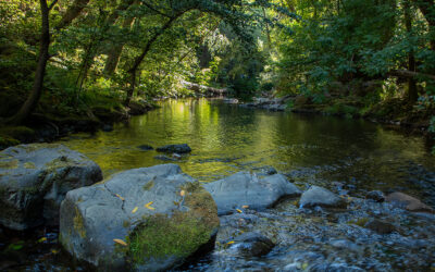 Ensuring Protection of Coho Salmon in Lagunitas Creek
