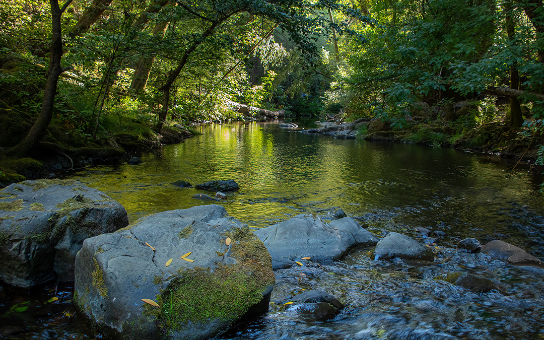 Creekwith trees covering above and rocks in the foreground