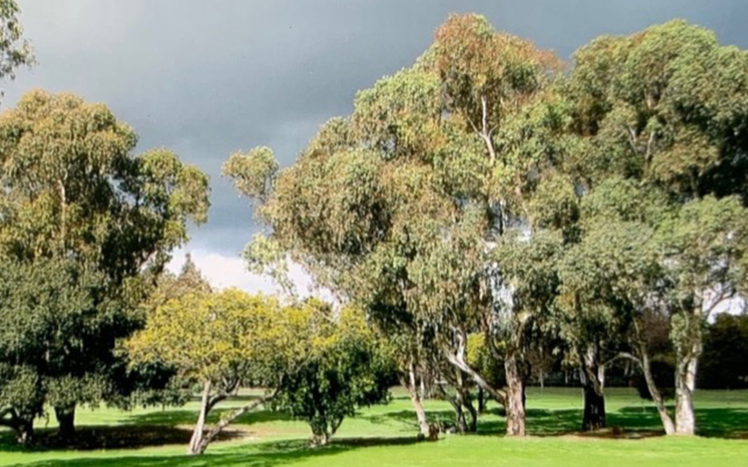 Grassy area with several trees