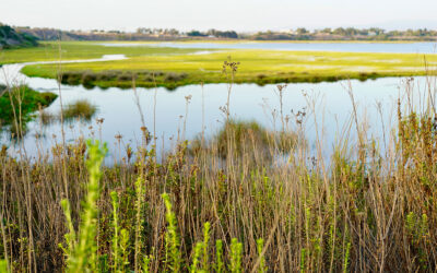 Protecting the Largest Remaining Private Open Space on the Southern California Coast from Intensive Development